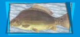 Karp bez uski