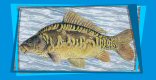 Karp Krlewsi