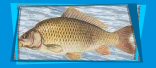 Karp peno uski